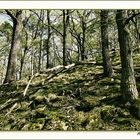 Wachau-Wald