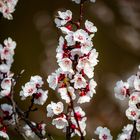 Wachau zur Marillenblüte