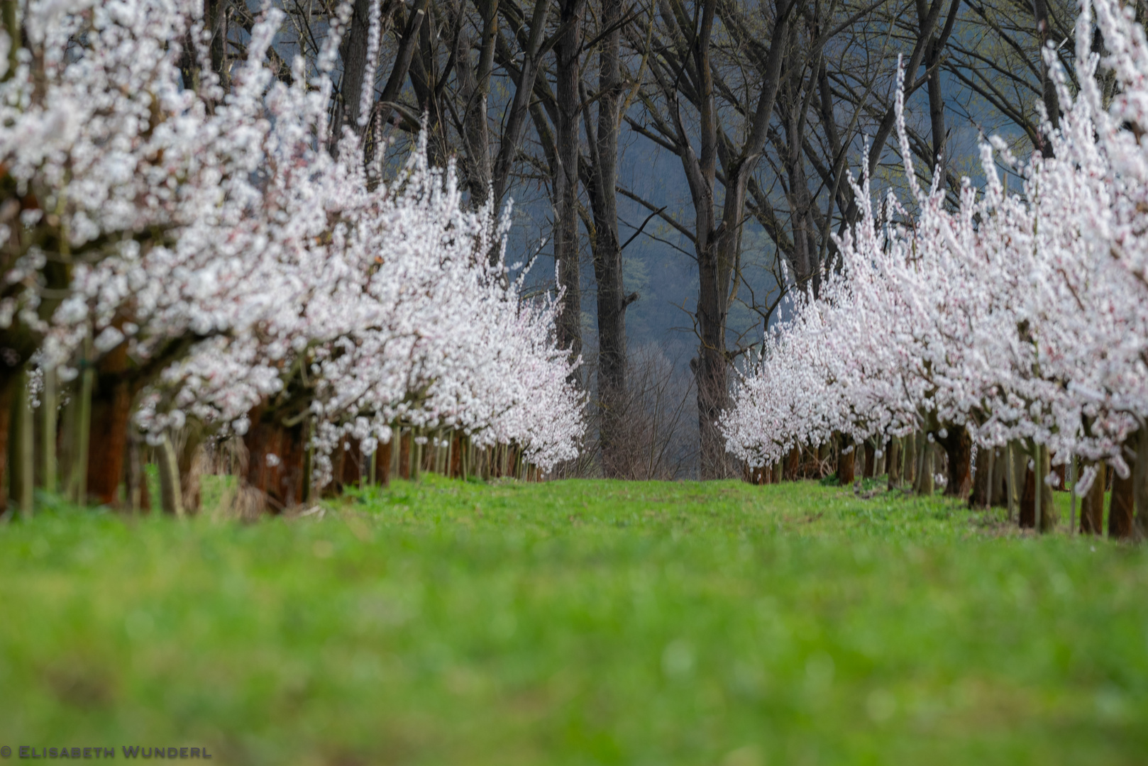 Wachau zur Marillenblüte