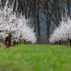 Wachau zur Marillenblüte