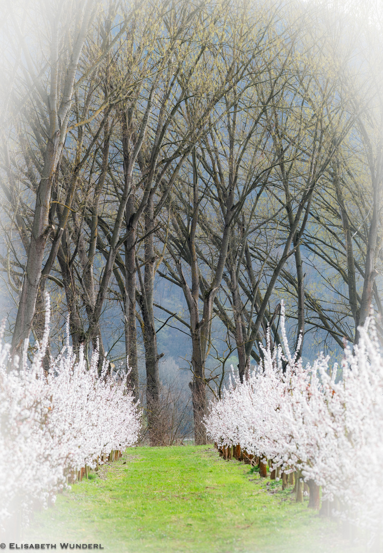 Wachau zur Marillenblüte