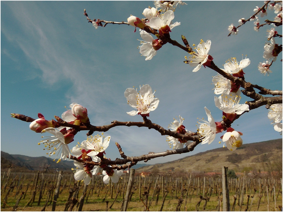 ...Wachauer Marillenblüte 2012....