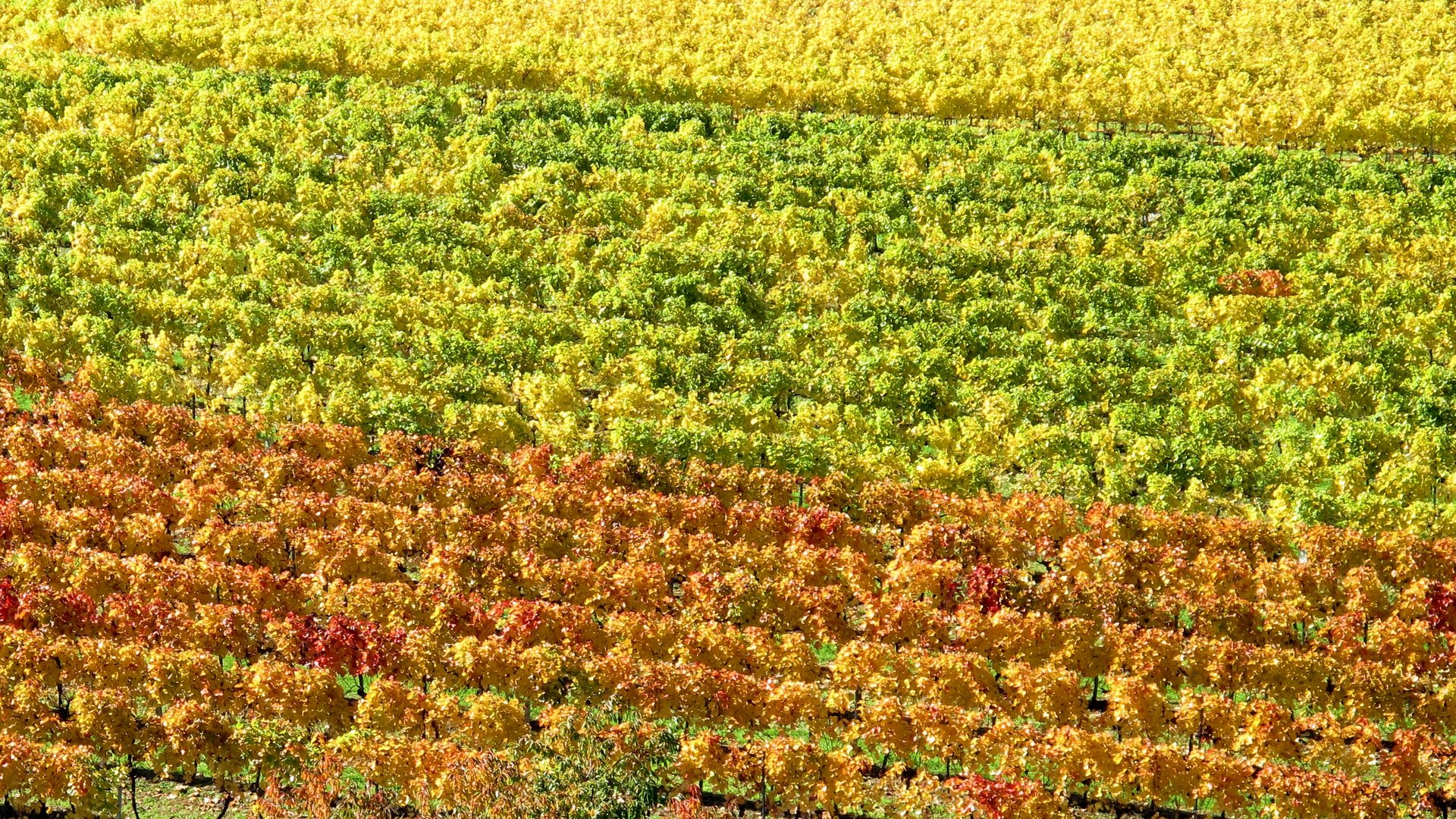 Wachauer Weinkulturen in Tricolore