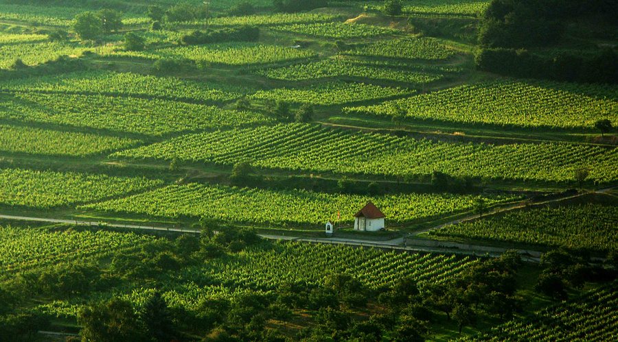 Wachauer Weinlandschaft