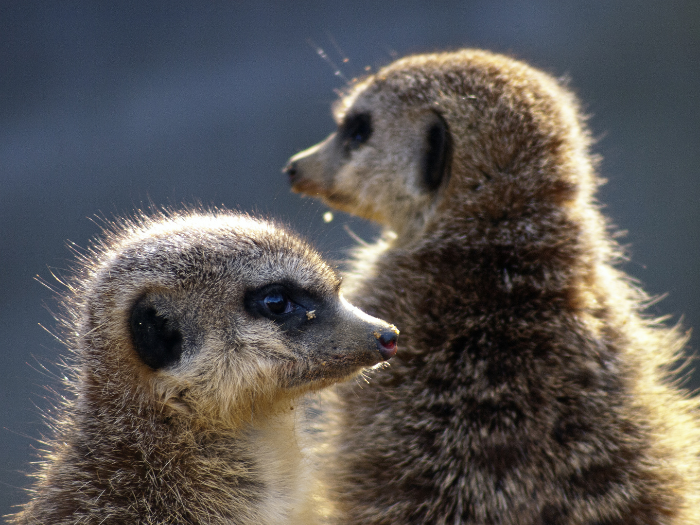 Wache schieben im Tierpark Fauna in Solingen