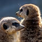 Wache schieben im Tierpark Fauna in Solingen