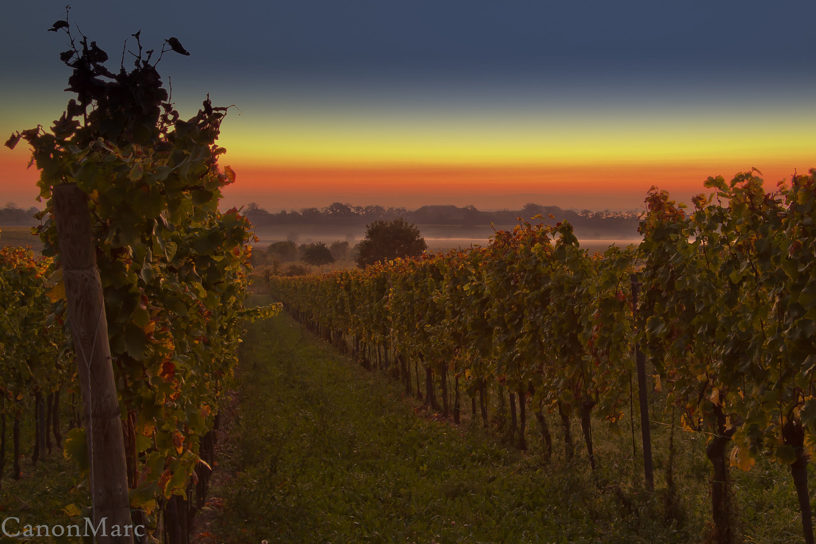 Wachenheimer Weinberge....