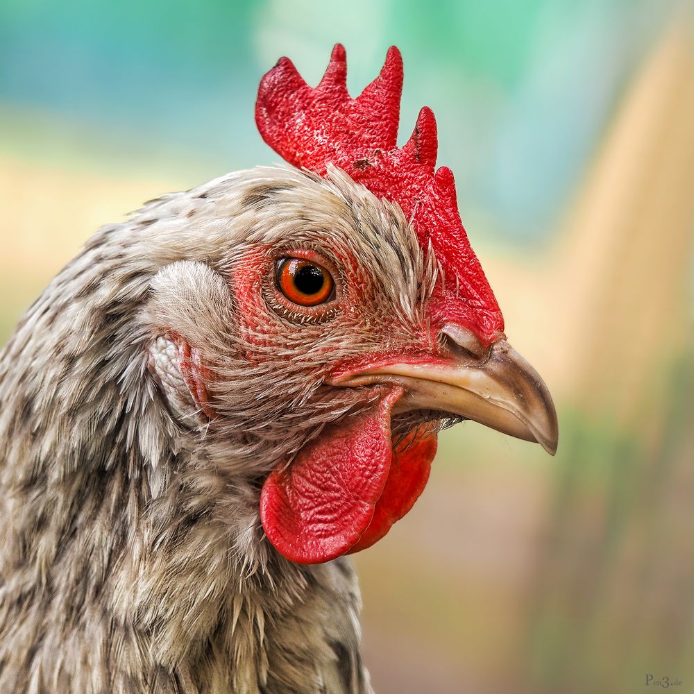 wacher Blick..... Foto & Bild tiere, haustiere, naturmakros Bilder