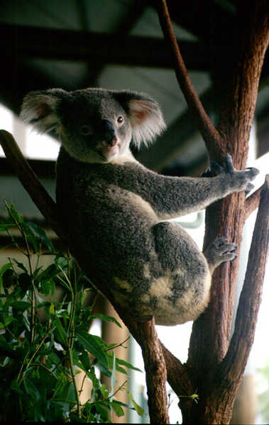Wacher Koala