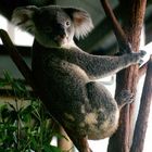 Wacher Koala