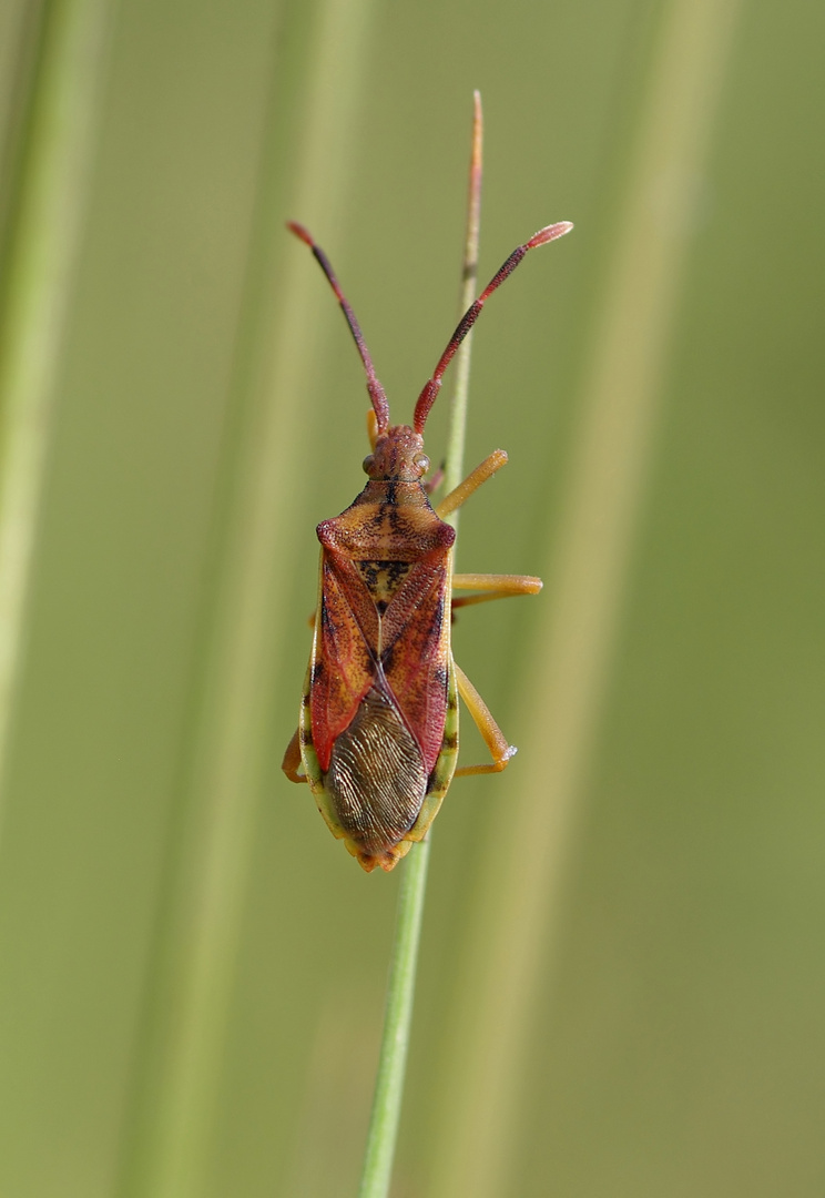 Wachholderbeerenwanze - Gonocerus Juniperi