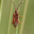 Wachholderbeerenwanze - Gonocerus Juniperi