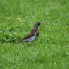 Wachholderdrossel bei der Futtersuche