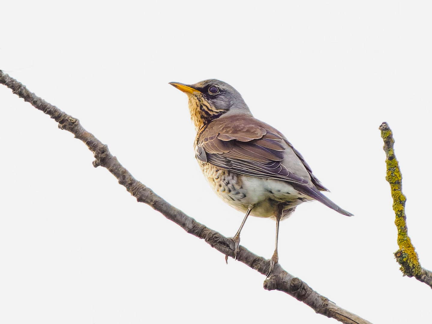 Wachholderdrossel hoch oben im Baum