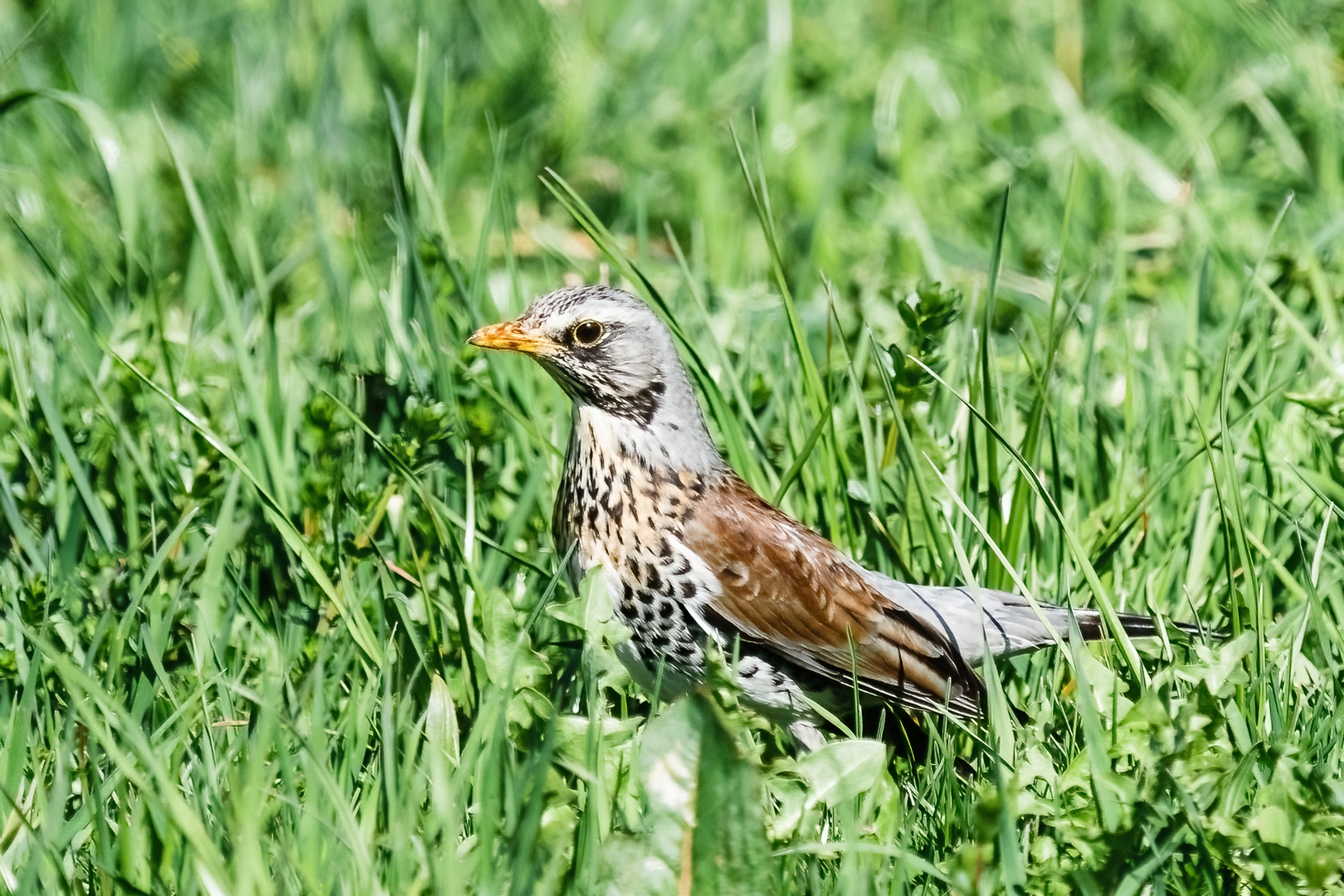 Wachholderdrossel im Gras