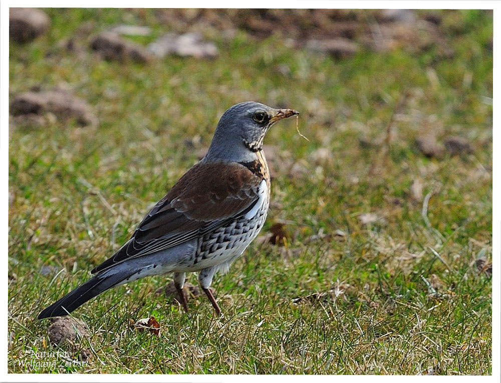 --- Wachholderdrossel --- ( Turdus pilari )