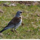 --- Wachholderdrossel --- ( Turdus pilari )