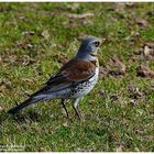 - Wachholderdrossel - ( Turdus pilaris )