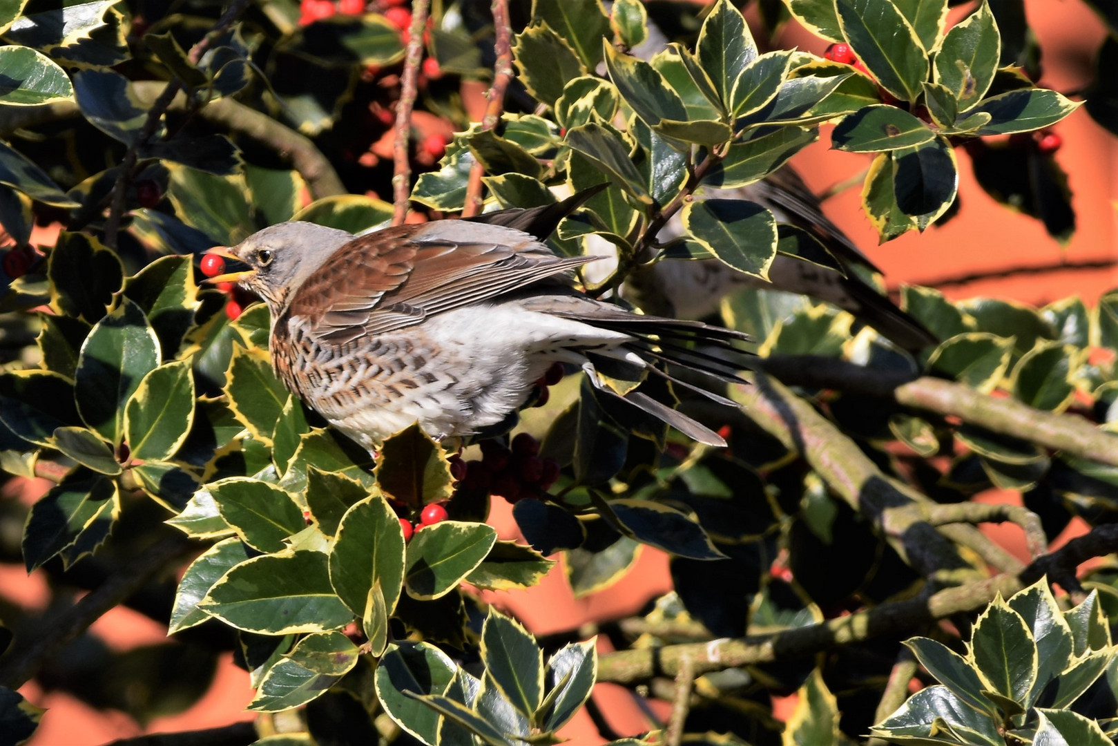 Wachholderdrossel_4