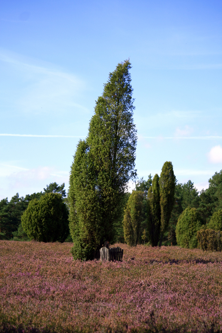 Wachholderheide