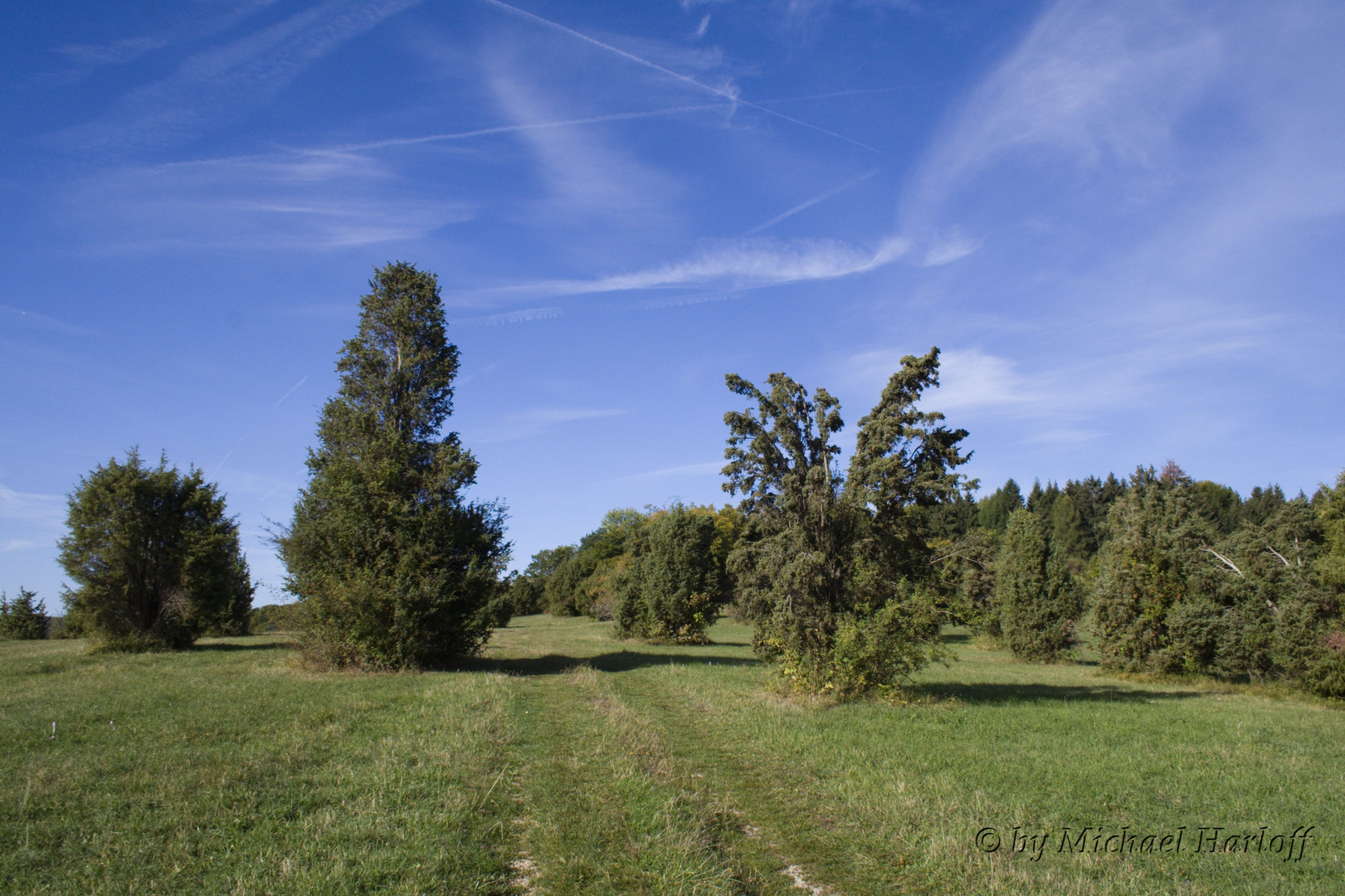 Wachholderheide