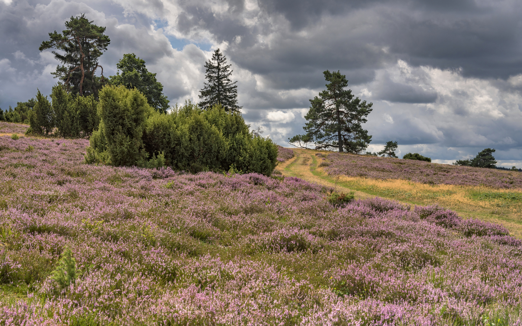 *Wachholderheide Arft*