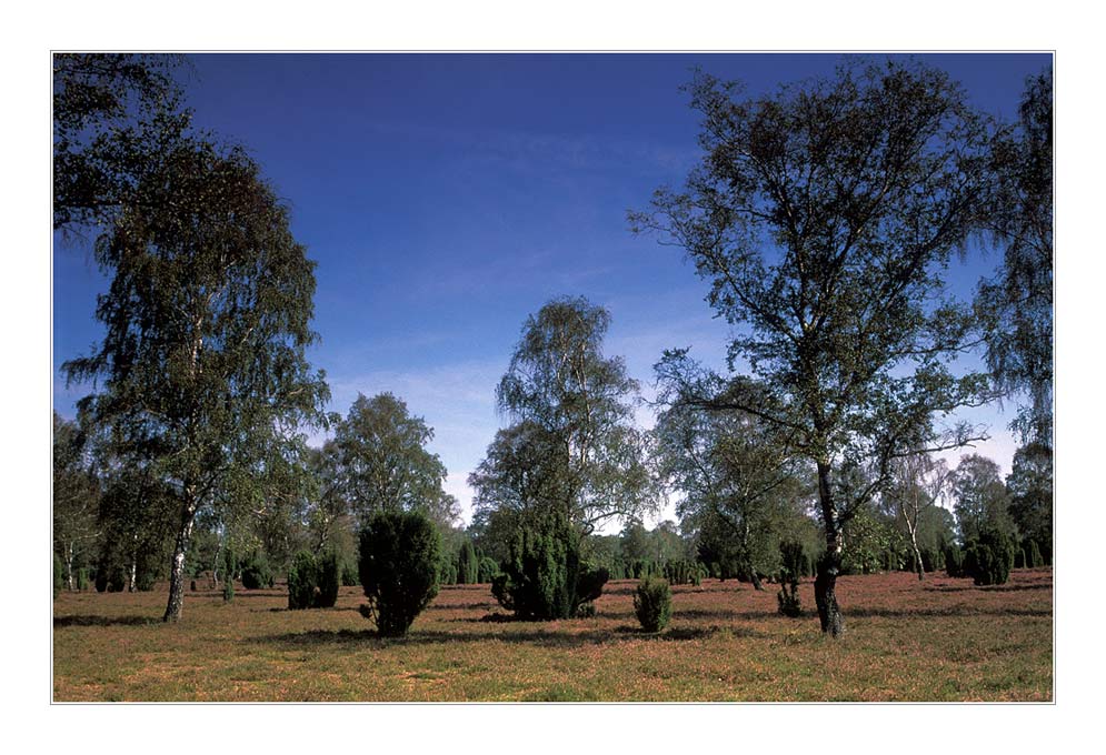 Wachholderheide bei Eimke