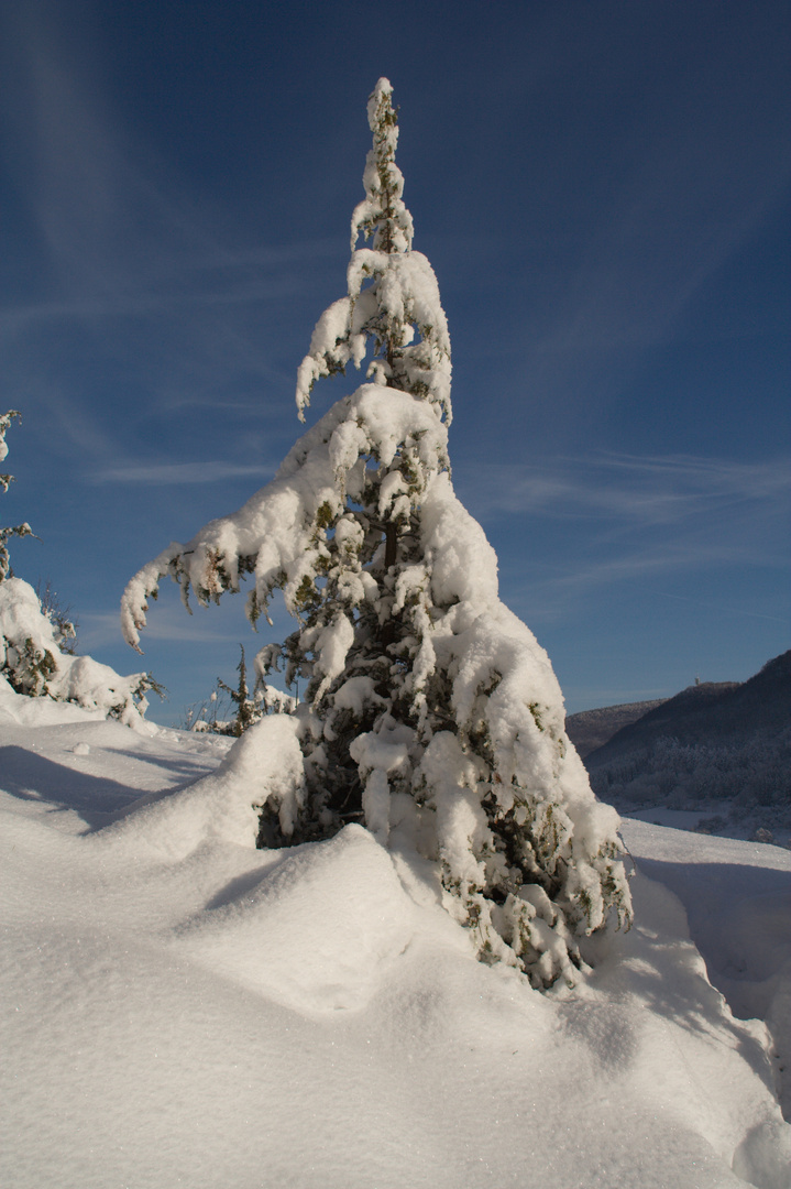 Wachholderschnee