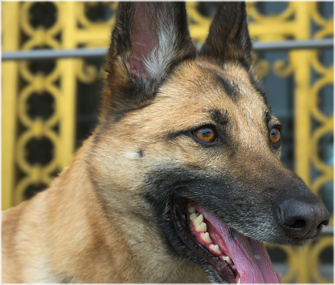 Wachhund am Schloß Herrenchiemsee