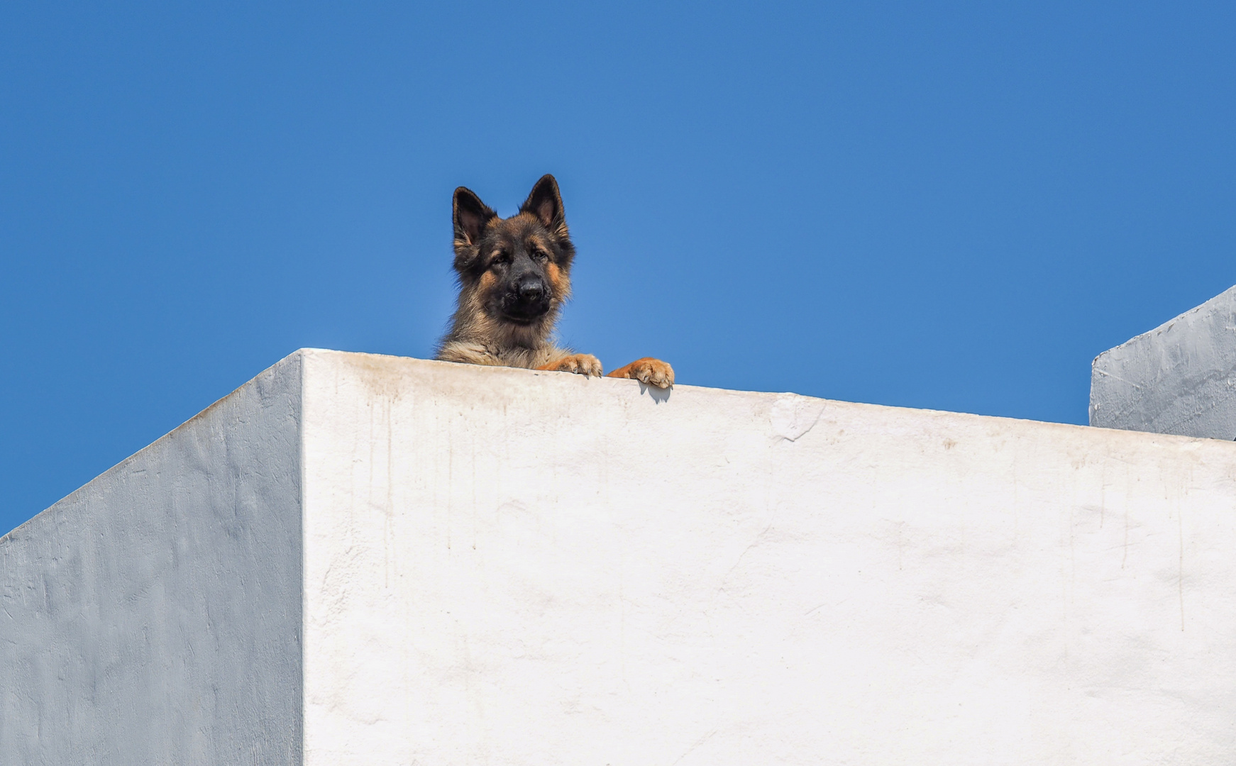 Wachhund auf der Dachterasse