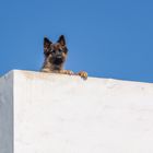 Wachhund auf der Dachterasse
