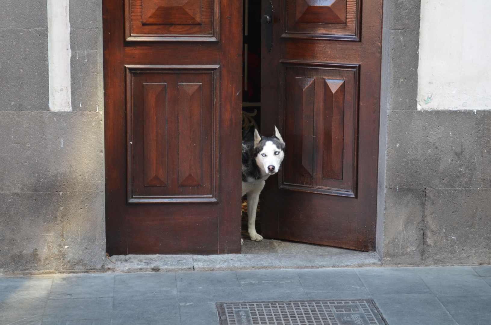 Wachhund bei der Arbeit