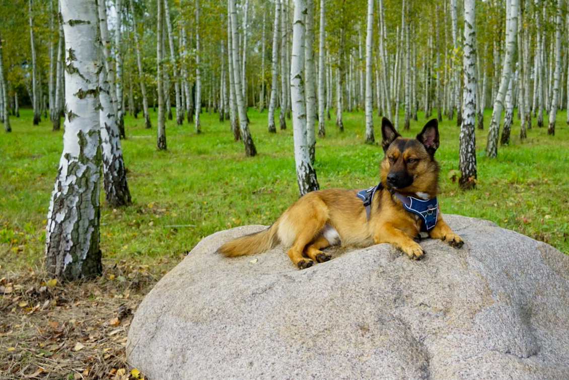 Wachhund bei der Arbeit