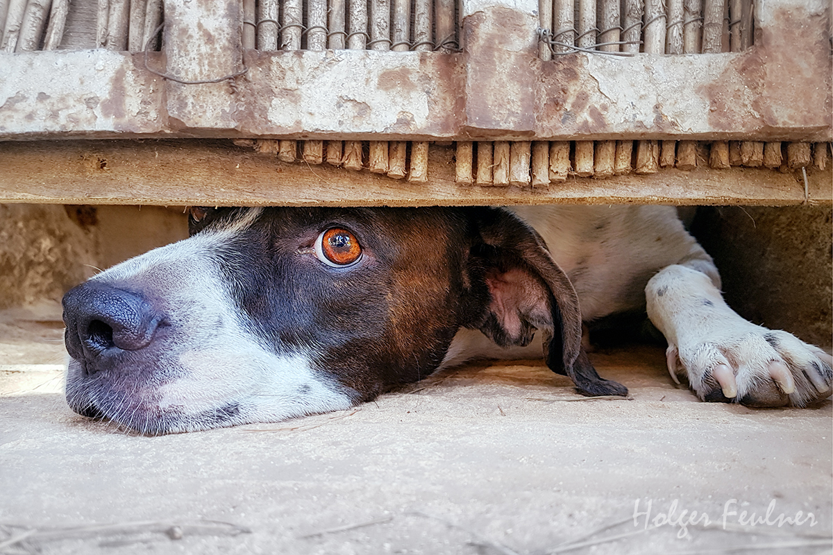 Wachhund der lieben Art