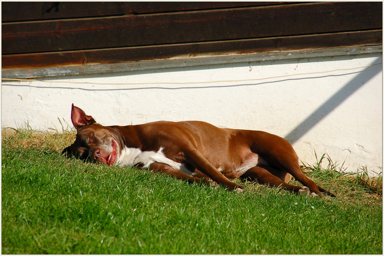 Wachhund? - Ich?