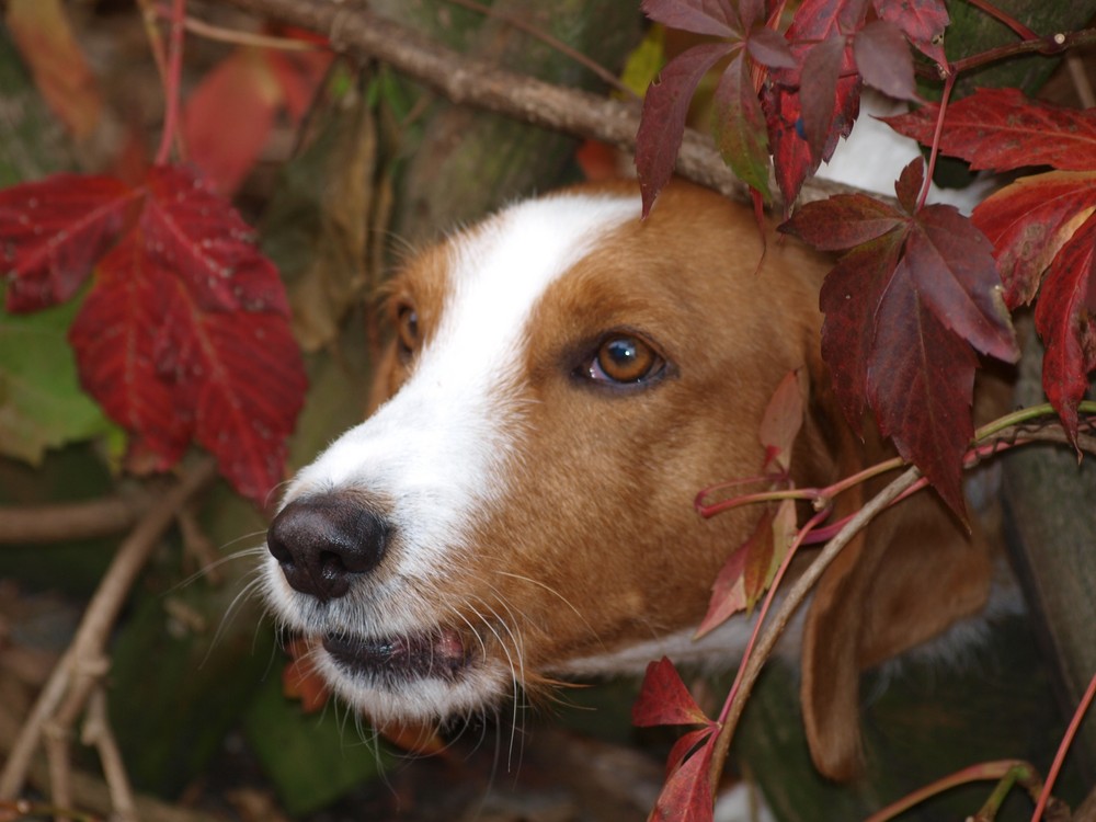 Wachhund in Weinlaub