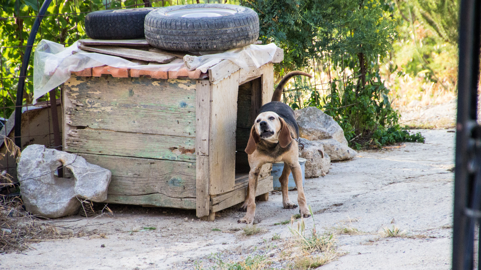 Wachhund Kreta