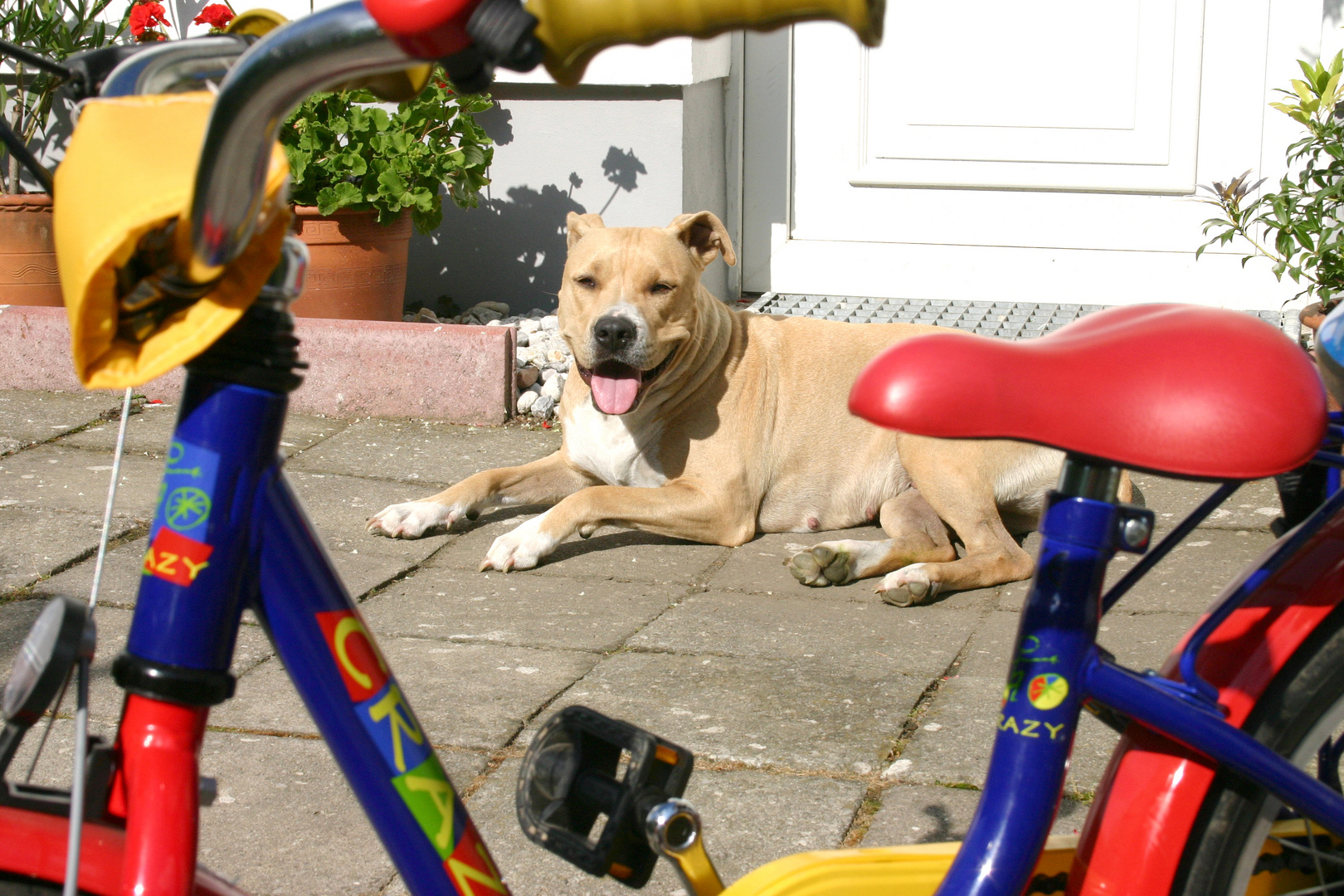 Wachhund - Oder: "Betreten auf eigene Gefahr"