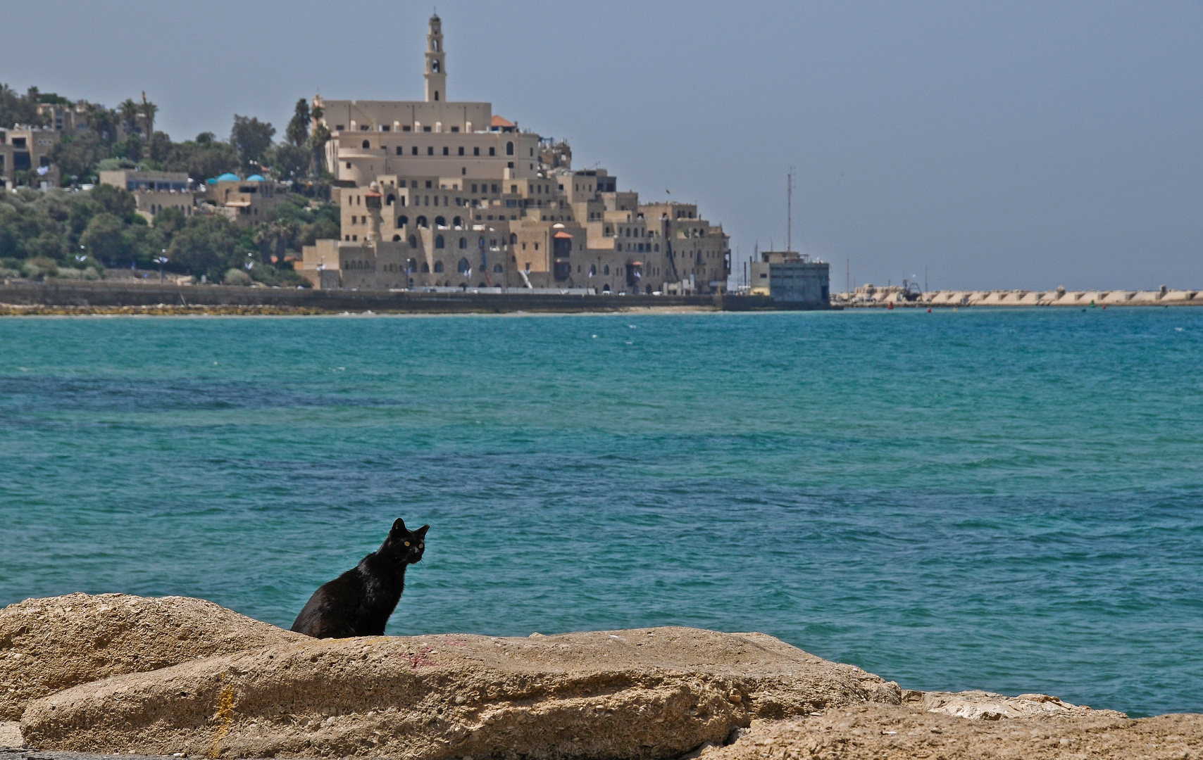 Wachkatze vor Jaffa in Tel Aviv...