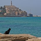 Wachkatze vor Jaffa in Tel Aviv...