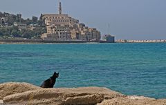 Wachkatze vor Jaffa in Tel Aviv...
