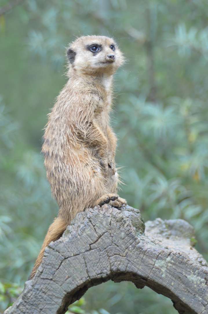 Wachmann der Erdmännchen