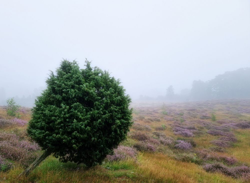 Wacholder Foto & Bild deutschland, europe, nordrhein westfalen
