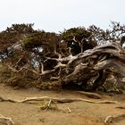 Wacholder auf El Hierro