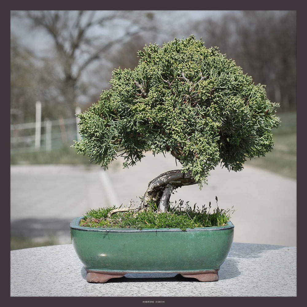 Wacholder Bonsai Foto & Bild pflanzen, pilze & flechten, bäume