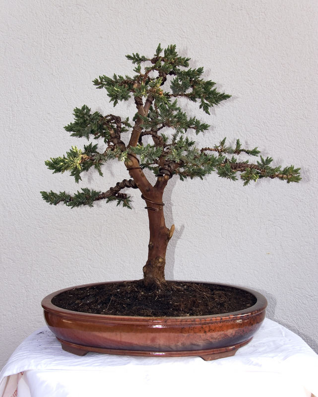 Wacholder Bonsai