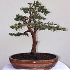 Wacholder Bonsai