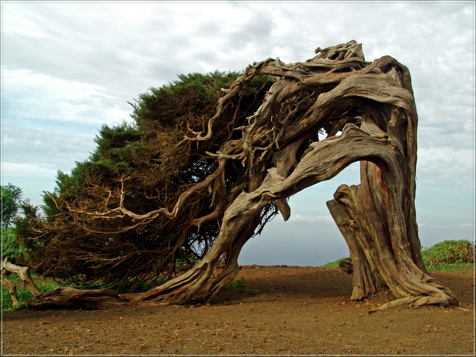 Wacholder El Sabinar, El Hierro