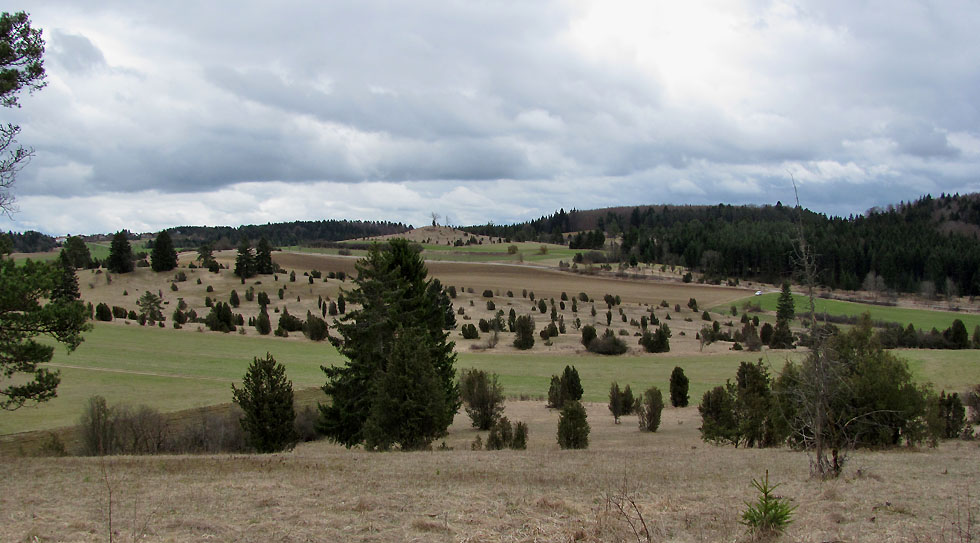 Wacholder Heide