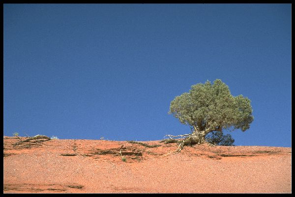 Wacholder im Monument Valley, Arizona/Utah, USA